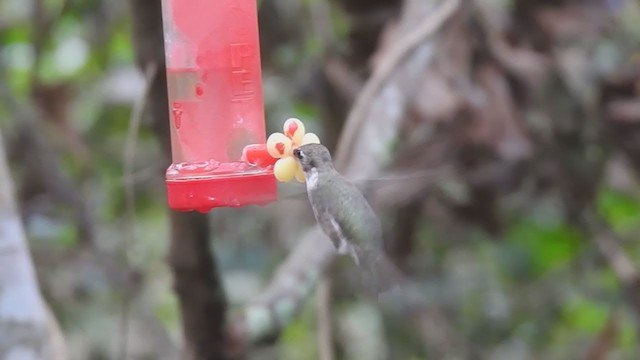 Kara Boğazlı Kolibri - ML287473831