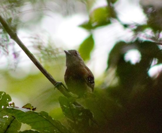 Natterer's Slaty-Antshrike - ML287473951