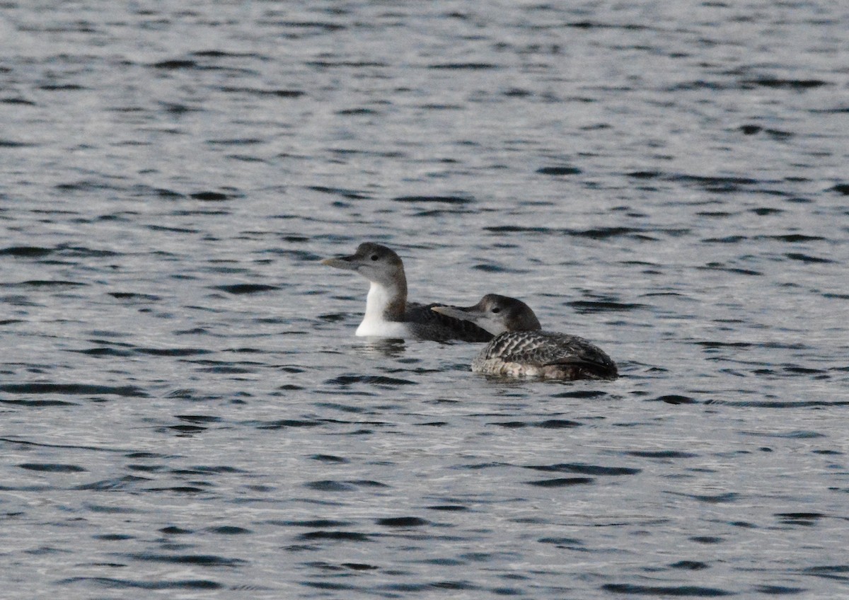 Yellow-billed Loon - ML287474141
