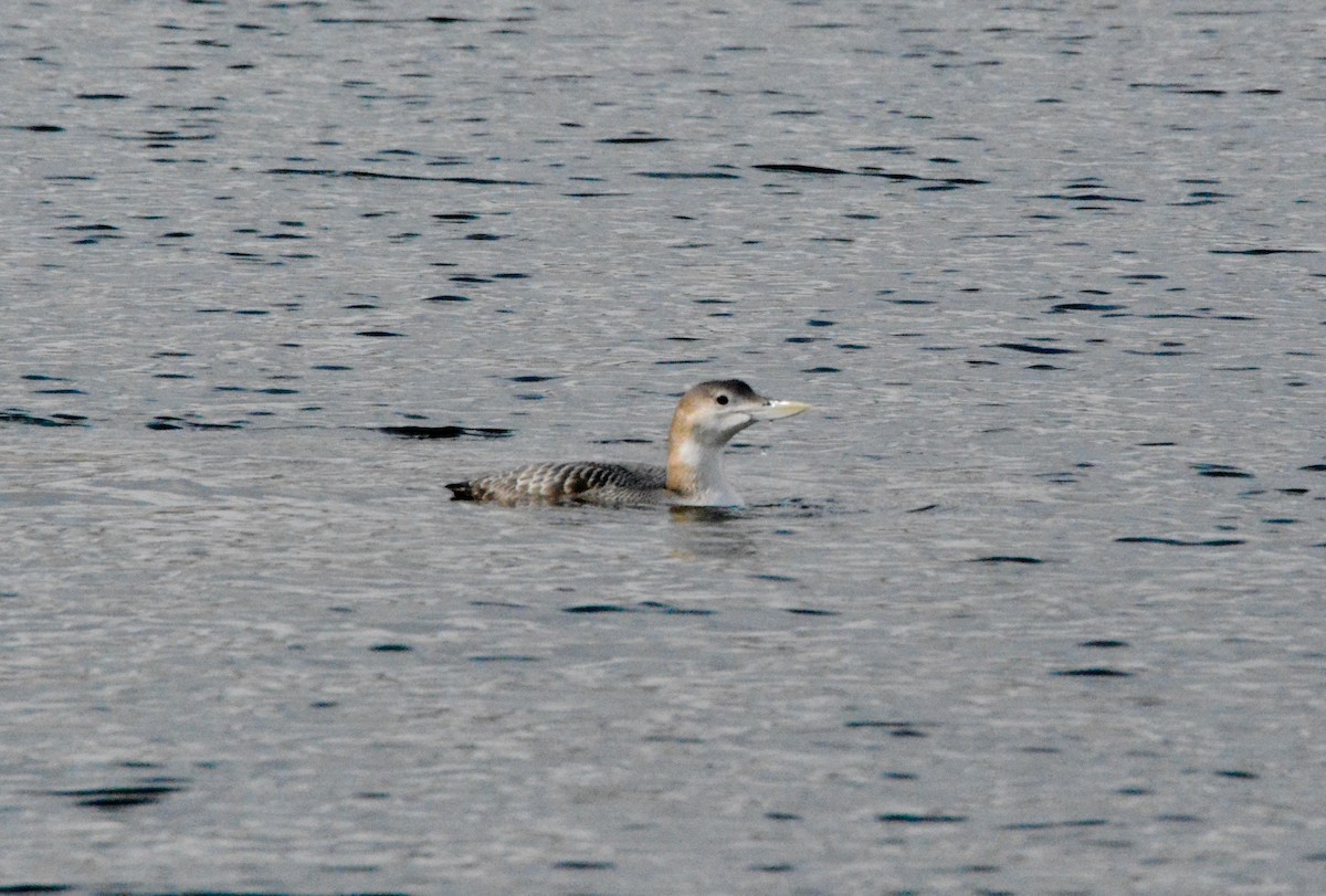 Yellow-billed Loon - ML287474161