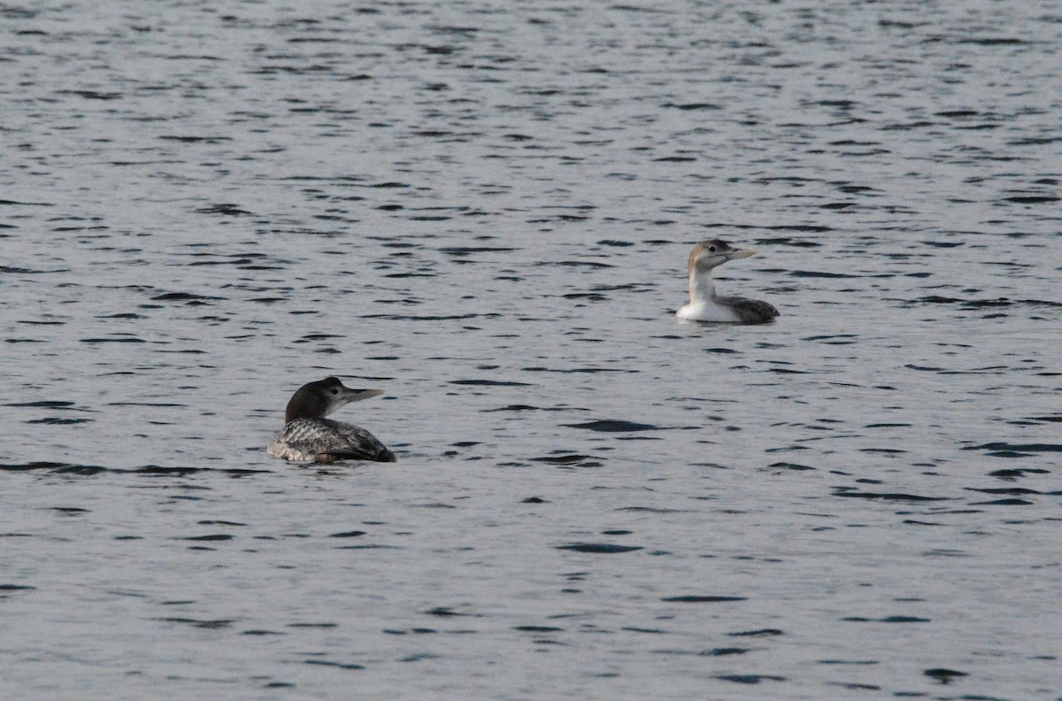 Yellow-billed Loon - ML287474171