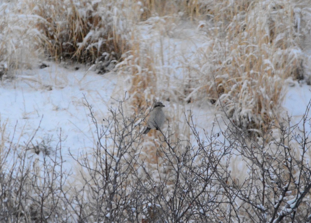 Northern Shrike - ML287474251