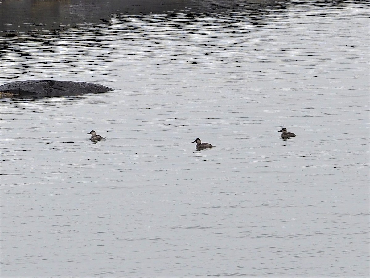 Ruddy Duck - ML287475141