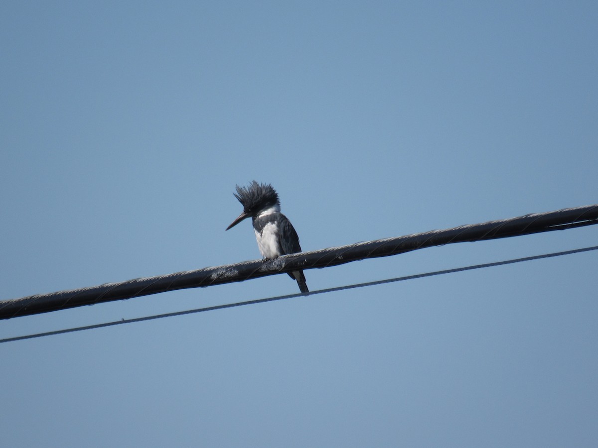 Belted Kingfisher - ML287475421