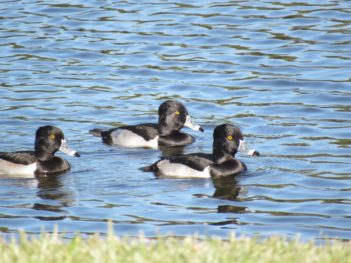 Ring-necked Duck - ML287475731