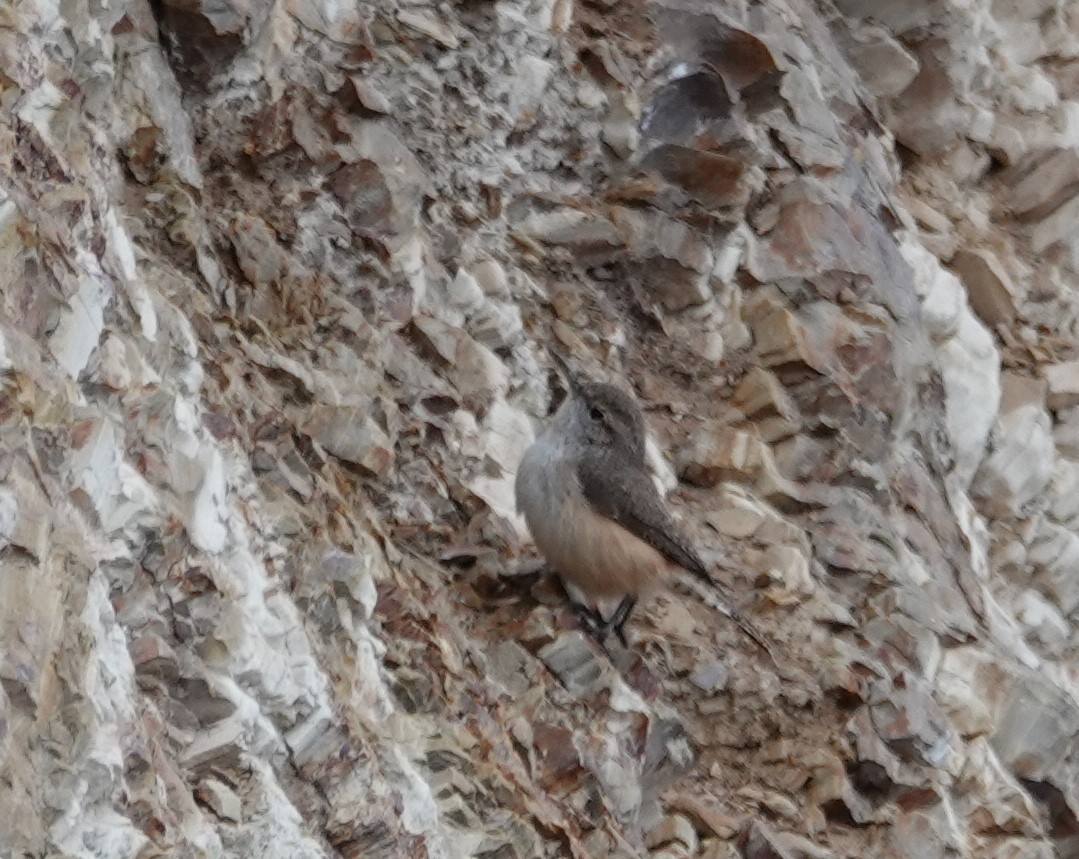 Rock Wren - ML287475781