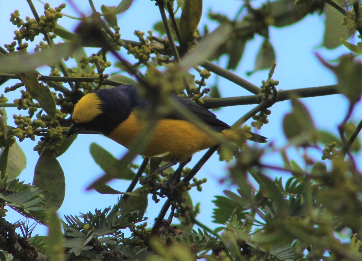 Trinidad Euphonia - T L P L