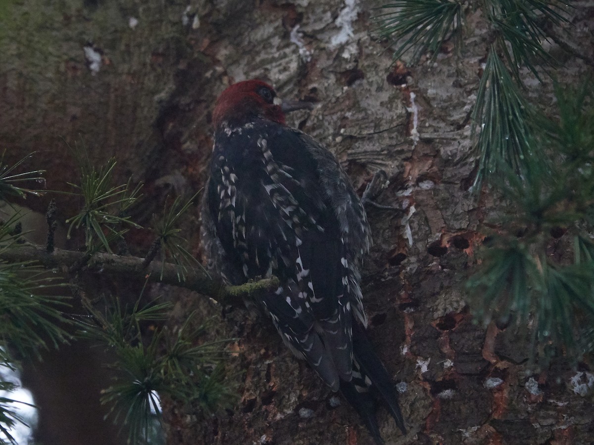 Red-breasted Sapsucker - ML287479881