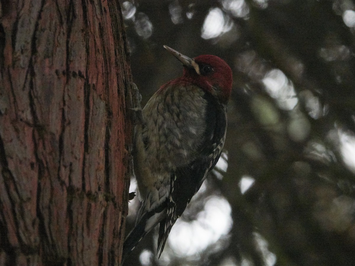 Red-breasted Sapsucker - ML287480101