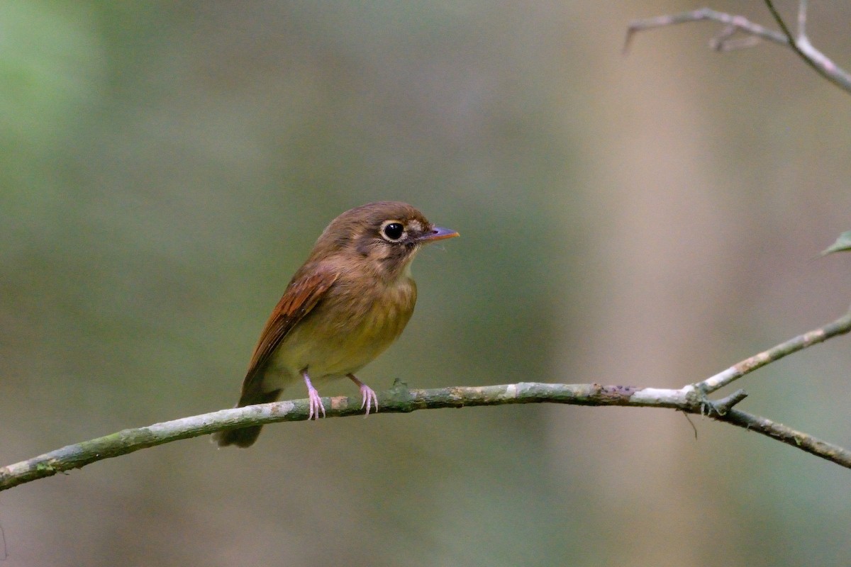 Russet-winged Spadebill - ML287480151