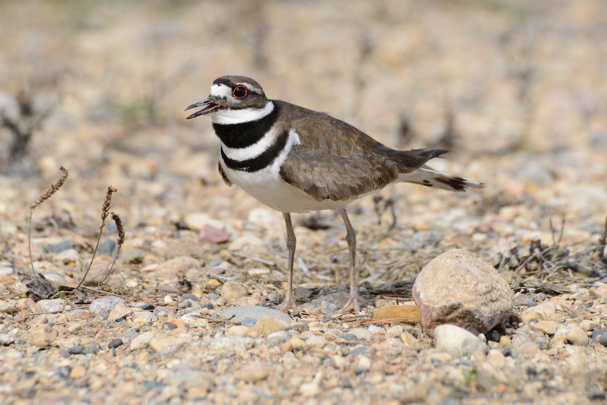 Killdeer - ML287480561