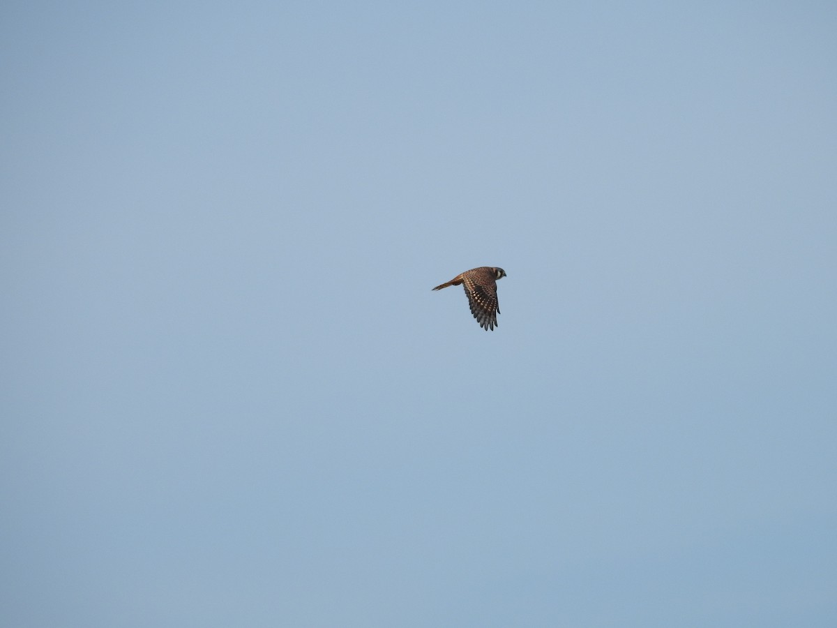 American Kestrel - ML287481881