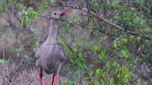 Red-legged Seriema - ML287485131