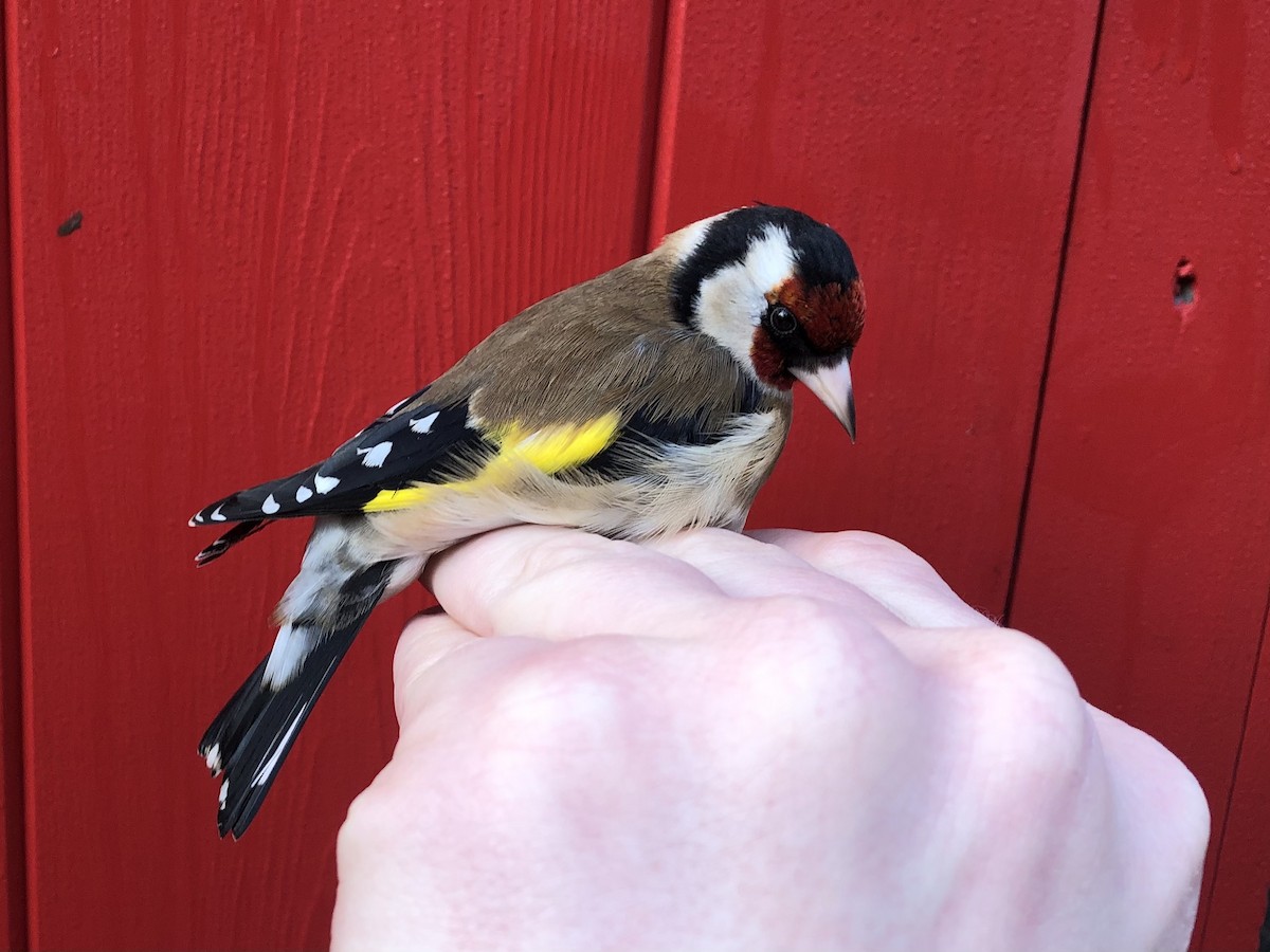 European Goldfinch - David Campbell