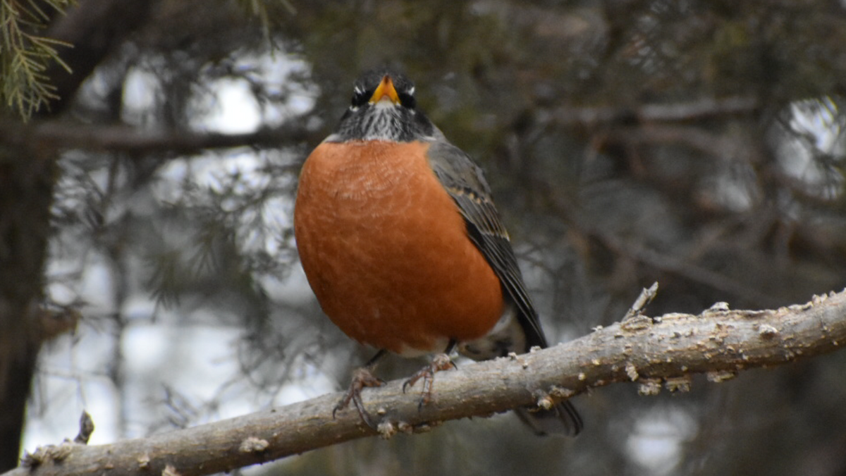 American Robin - ML287485841