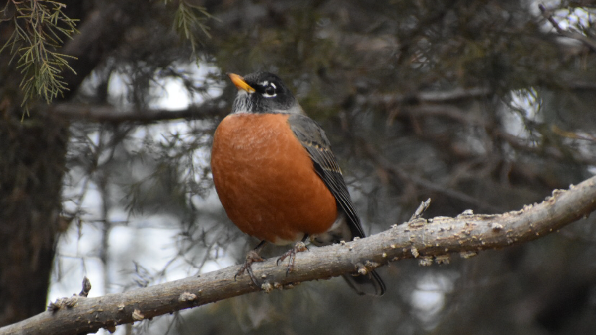 American Robin - ML287485871