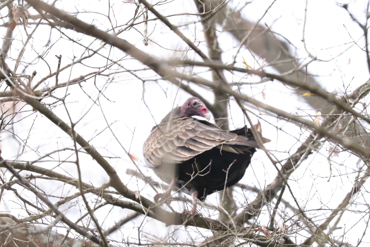 Turkey Vulture - ML287486581