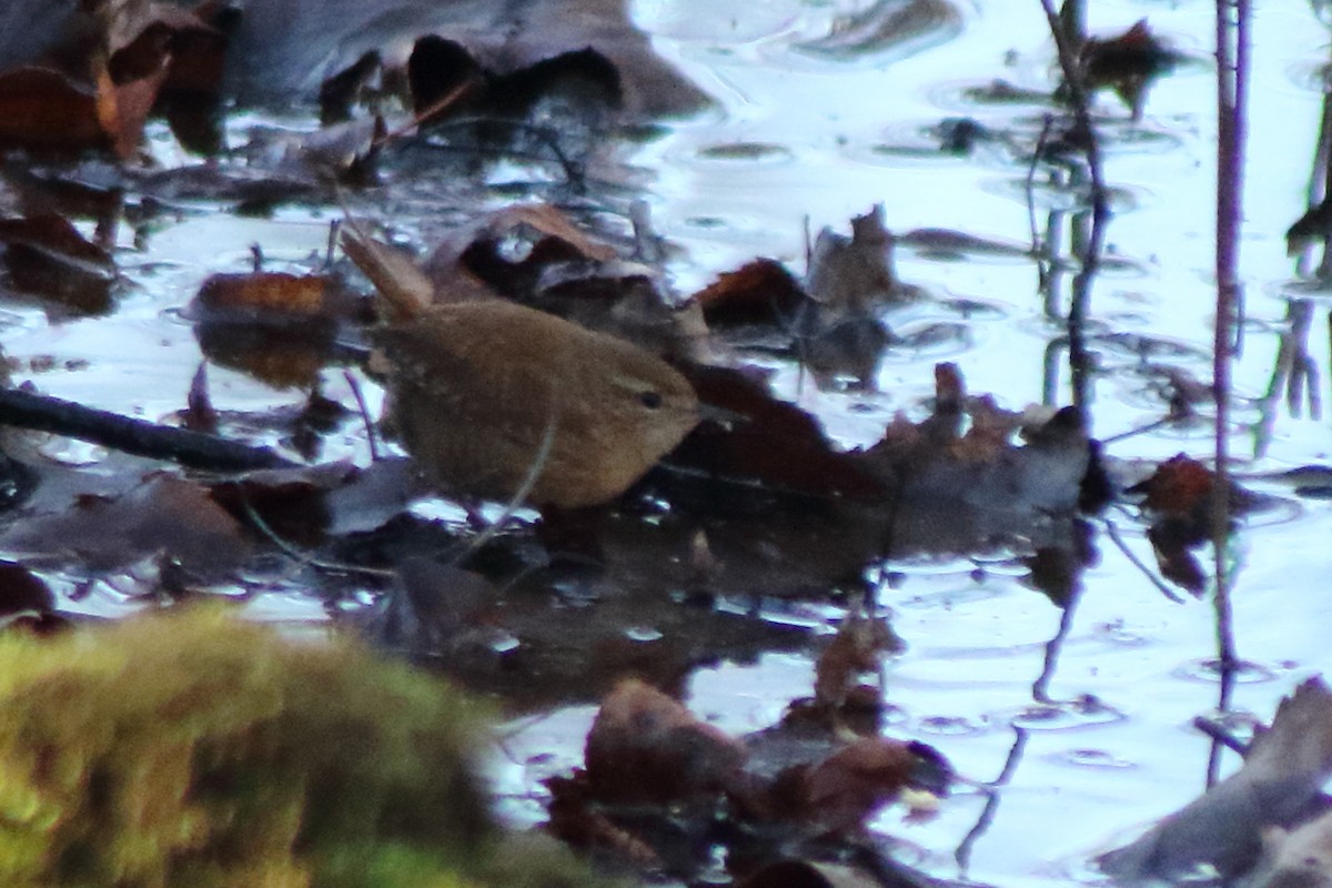 Winter Wren - ML287487521