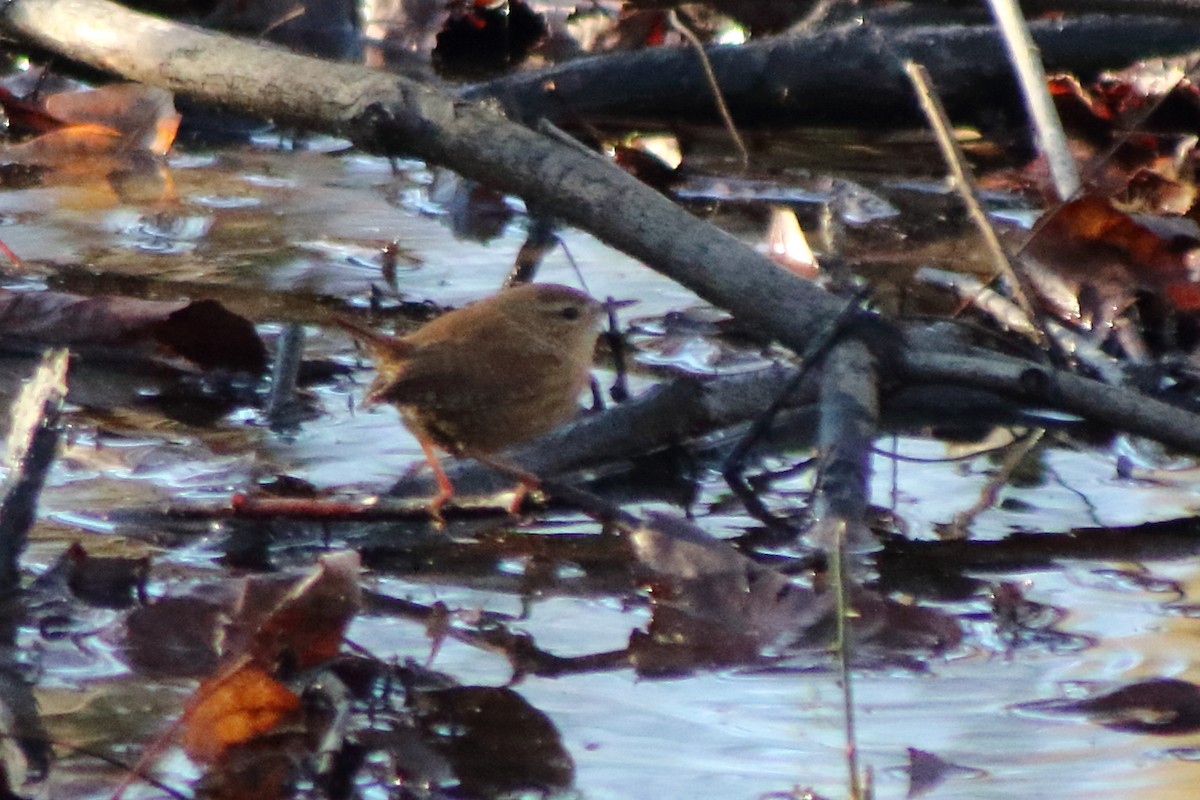 Winter Wren - ML287487531