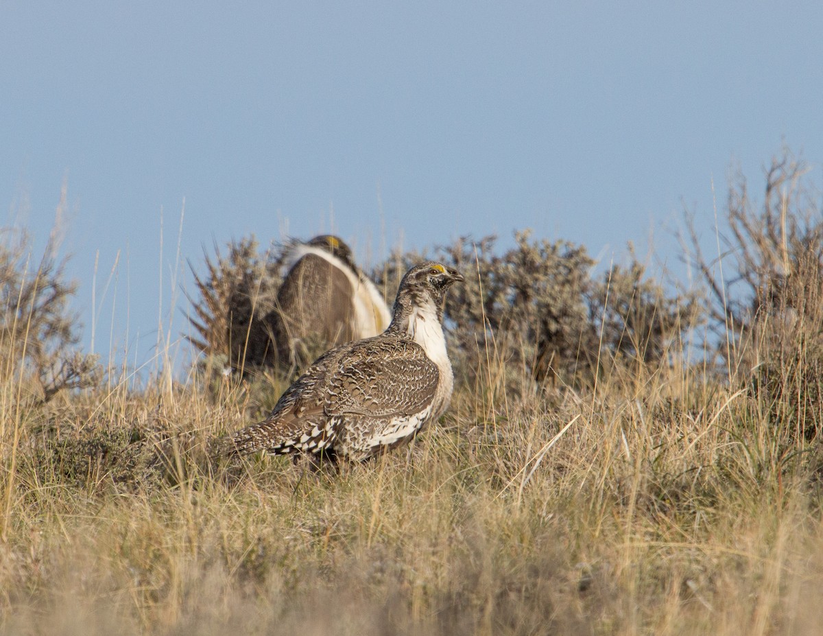 Greater Sage-Grouse - Jan Allen