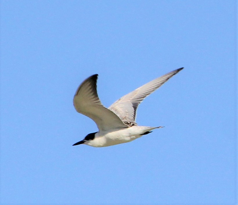 Whiskered Tern - Mark Bonta