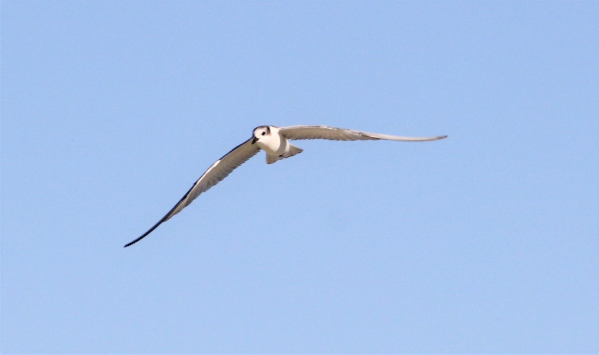 Whiskered Tern - Mark Bonta