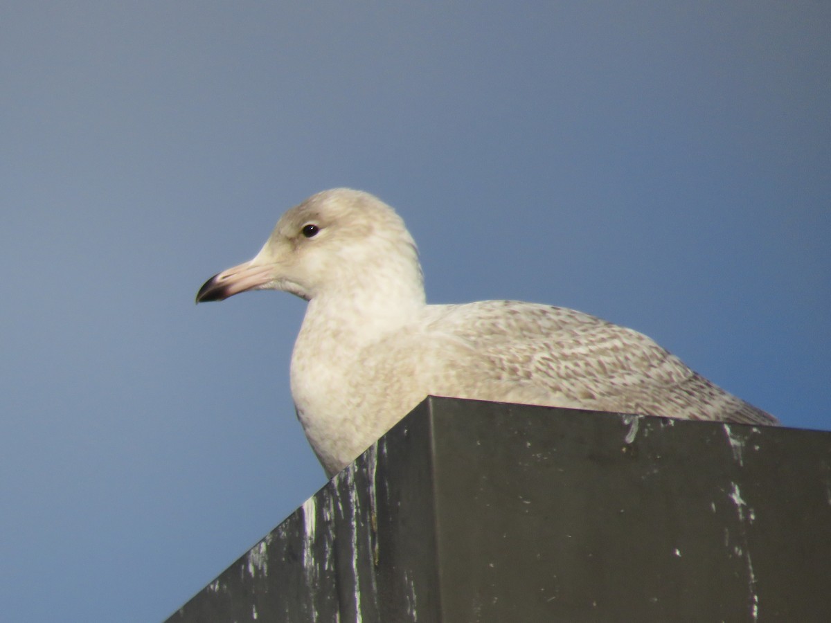 Glaucous Gull - Jim Moore