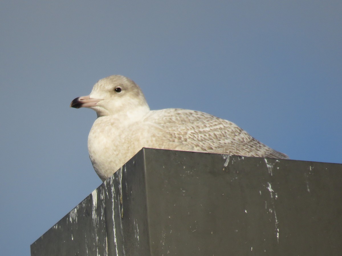 Glaucous Gull - ML287488321