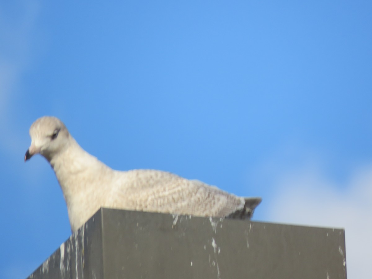 Glaucous Gull - ML287488361