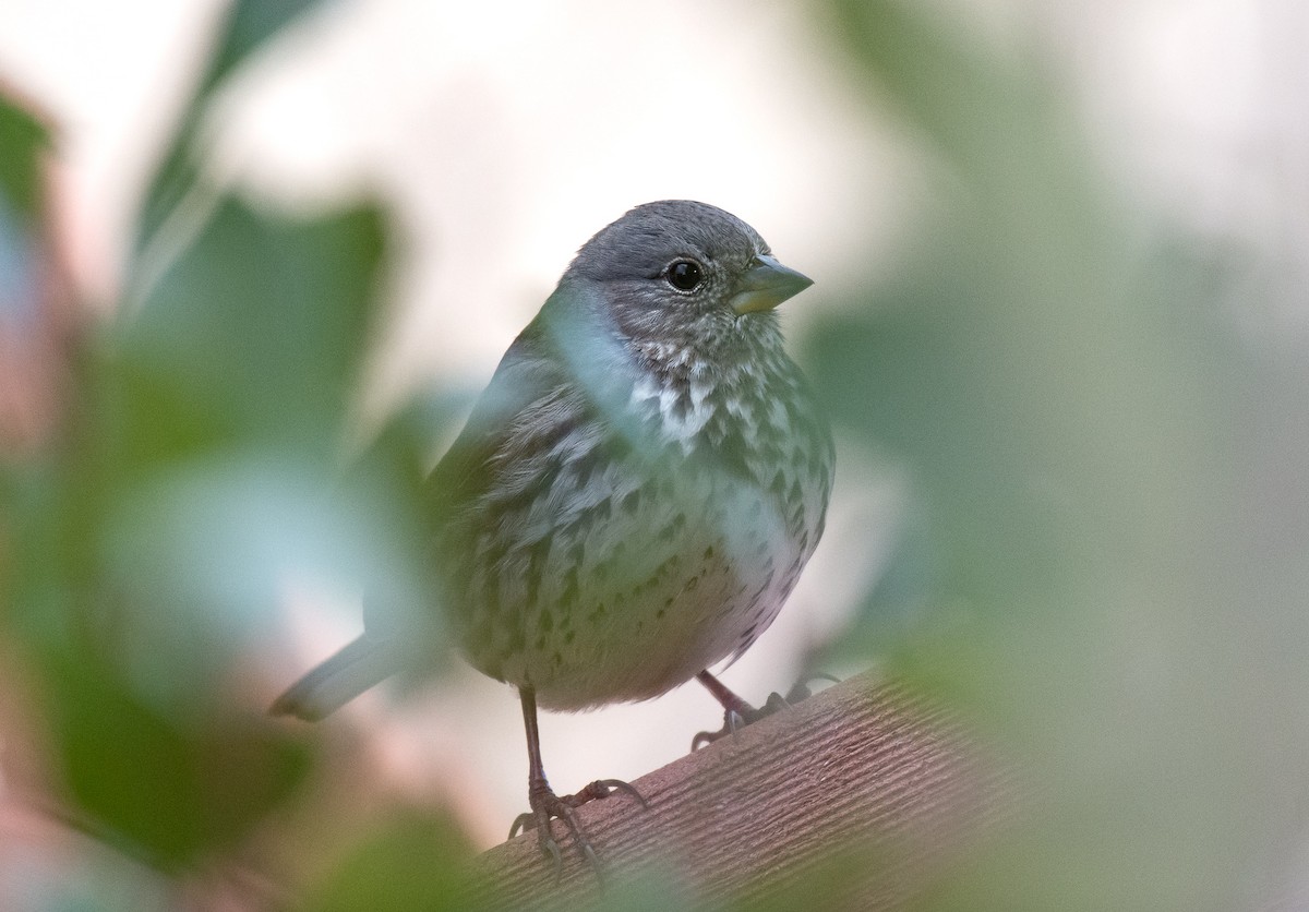 Fox Sparrow (Slate-colored) - ML287488471