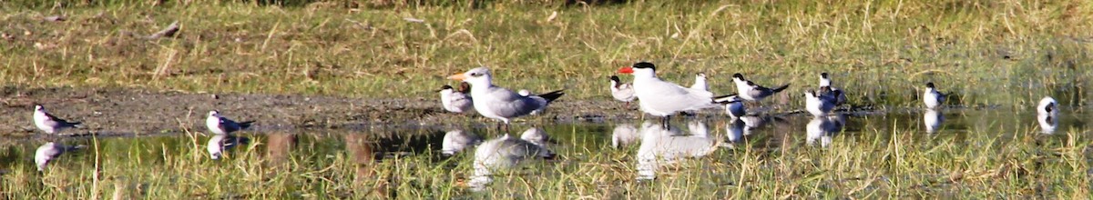 Caspian Tern - ML287488821