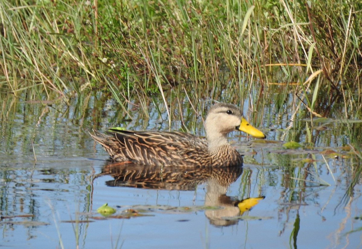 Mottled Duck - ML287489291