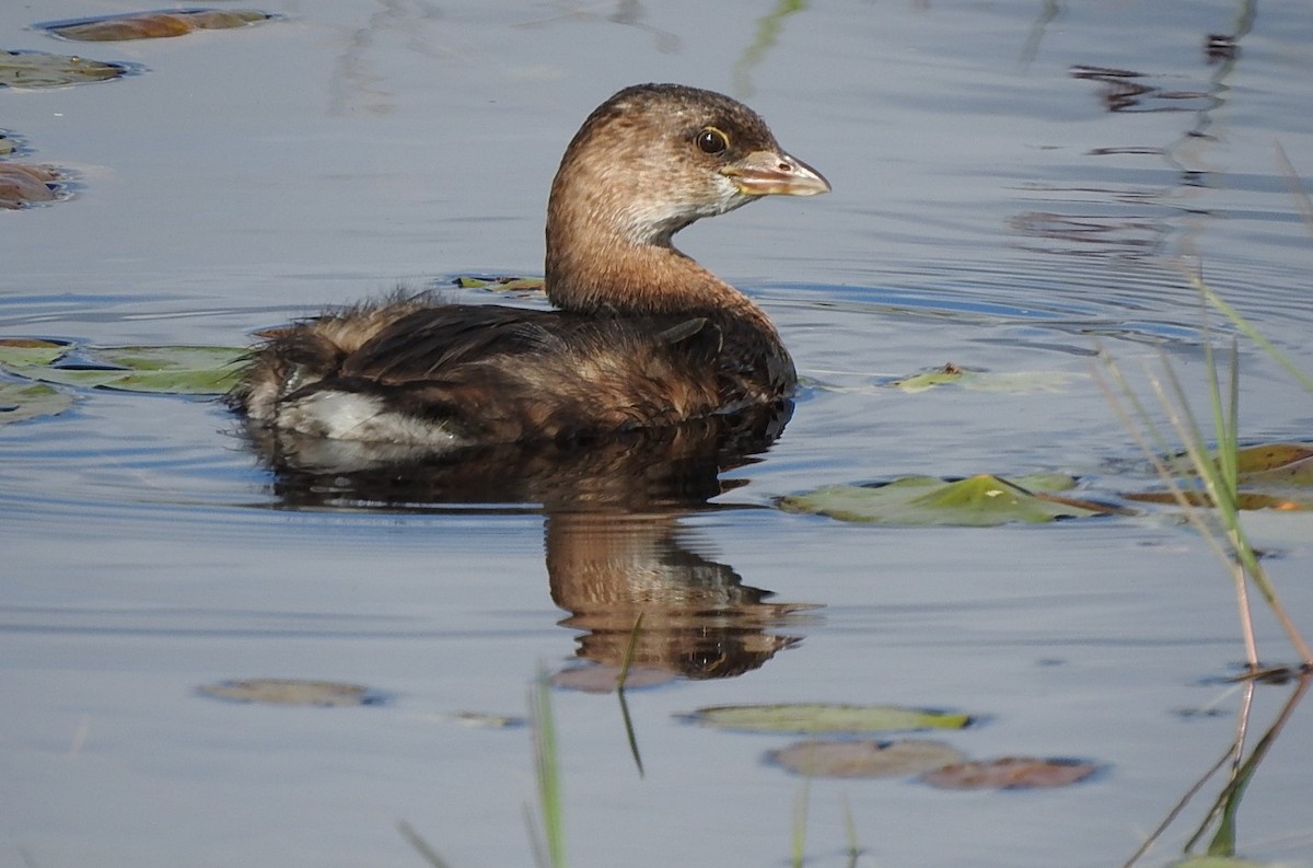 Pied-billed Grebe - ML287489651