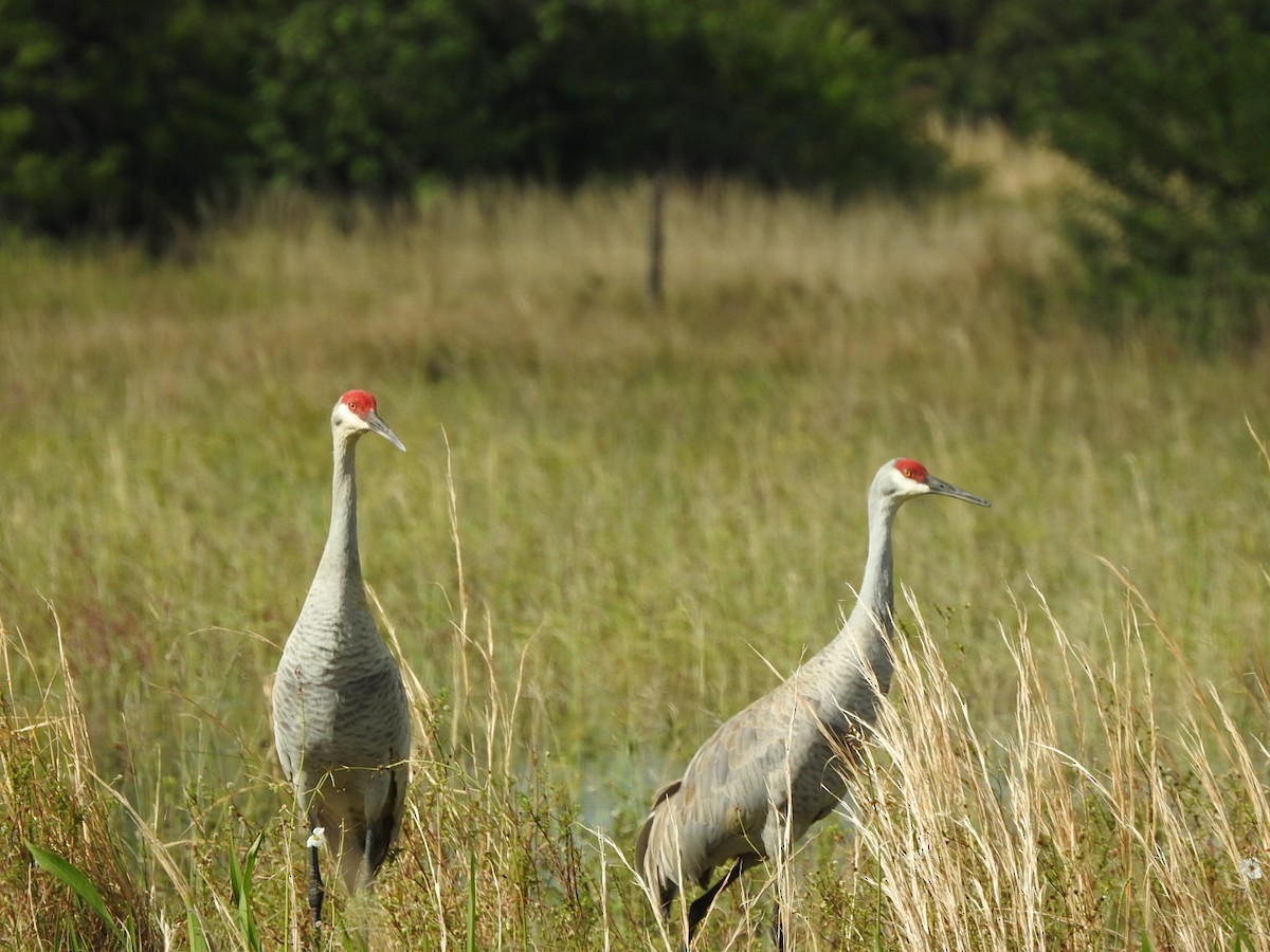 Sandhill Crane - Jin Park