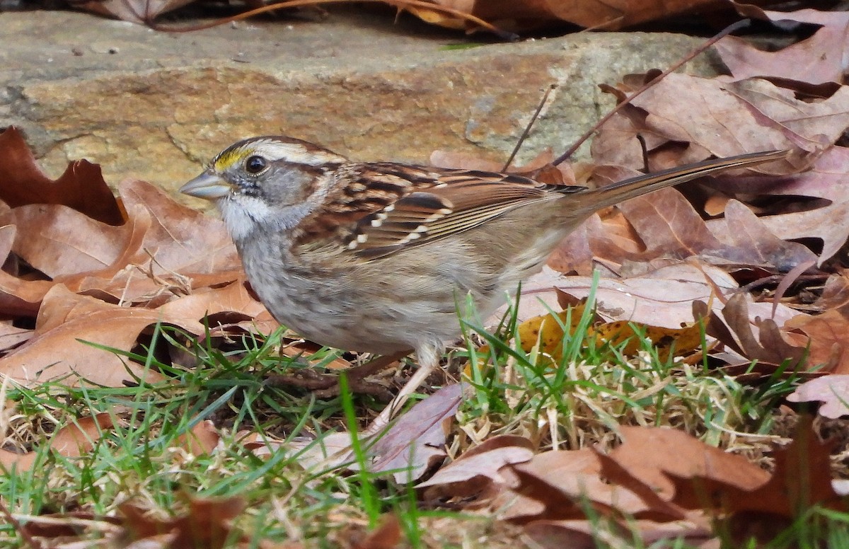White-throated Sparrow - ML287491141