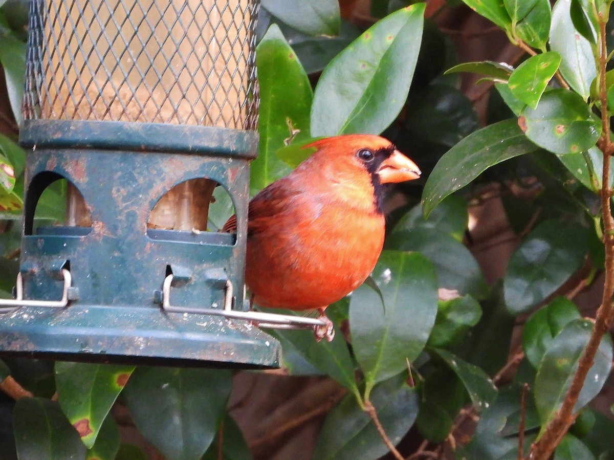 Northern Cardinal - ML287491271