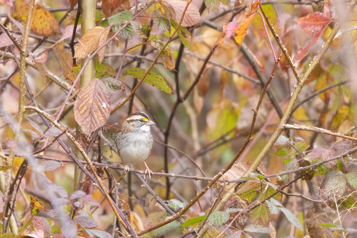 White-throated Sparrow - ML287492031