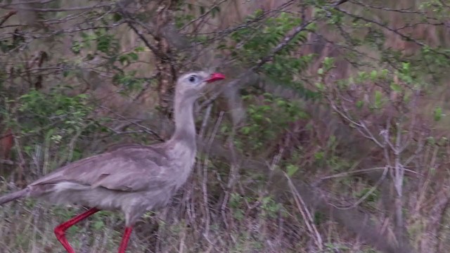 Red-legged Seriema - ML287492061