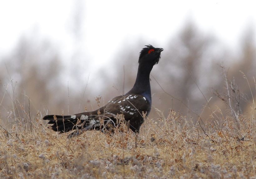 Black-billed Capercaillie - Purevsuren Tsolmonjav