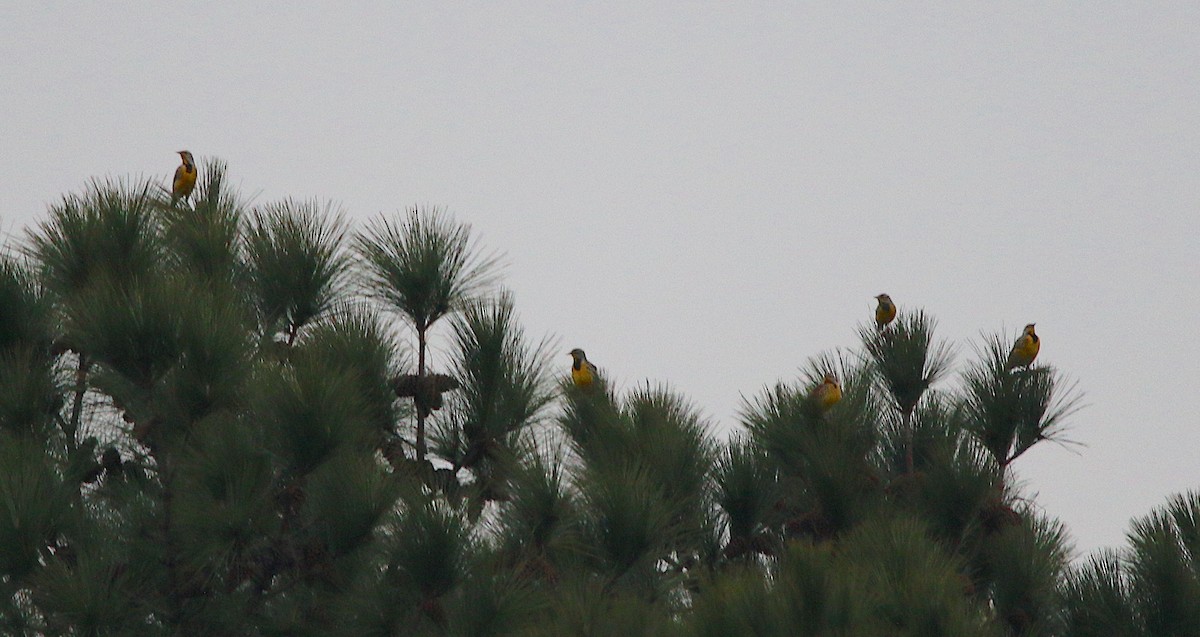 Eastern Meadowlark - ML287493071