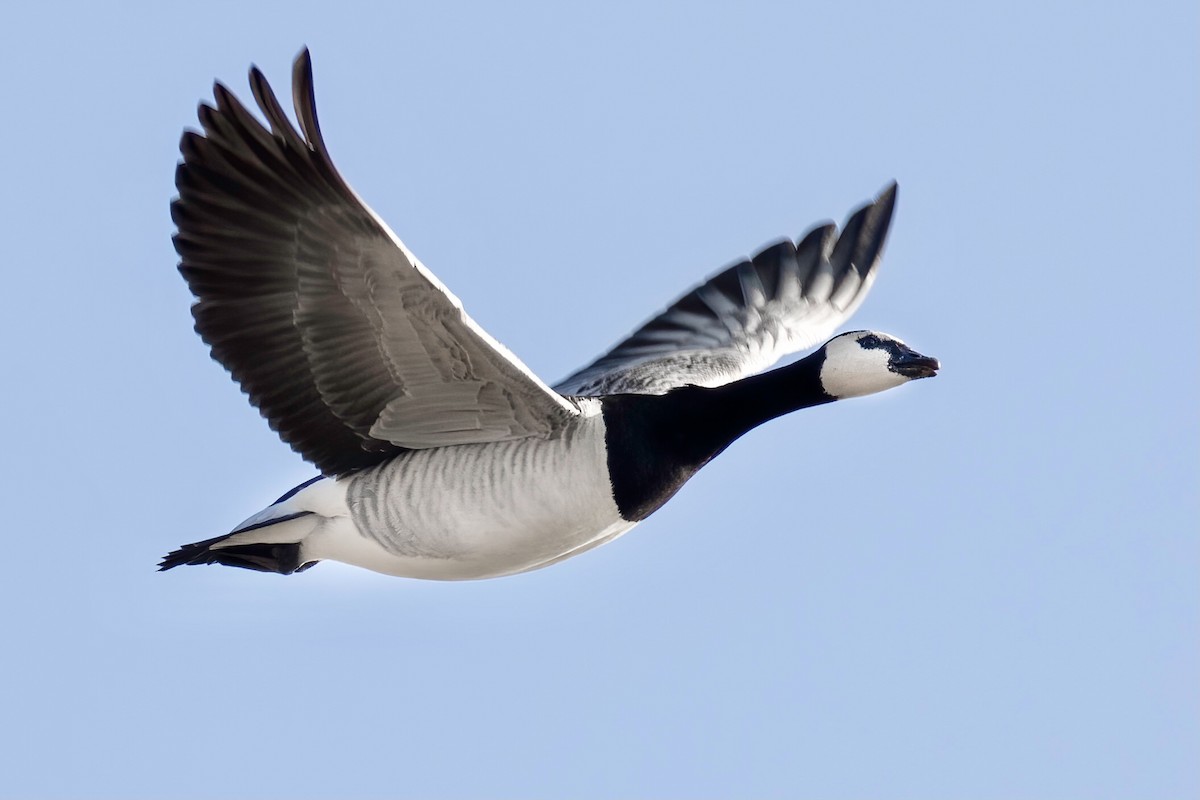 Barnacle Goose - ML287493981