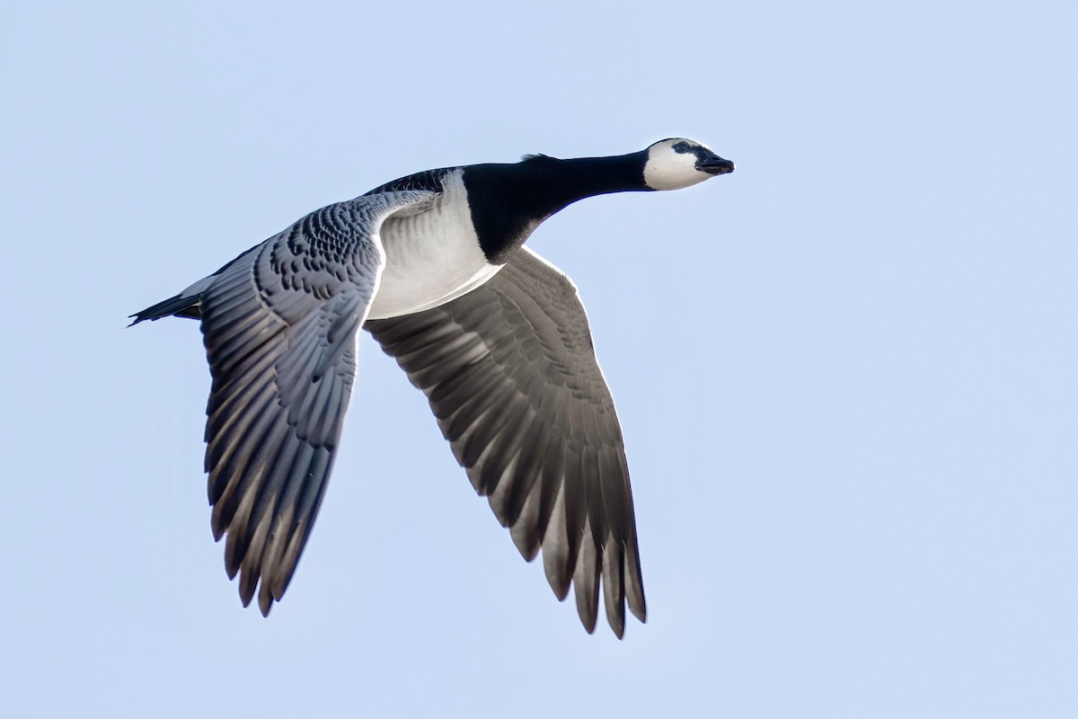 Barnacle Goose - ML287494051