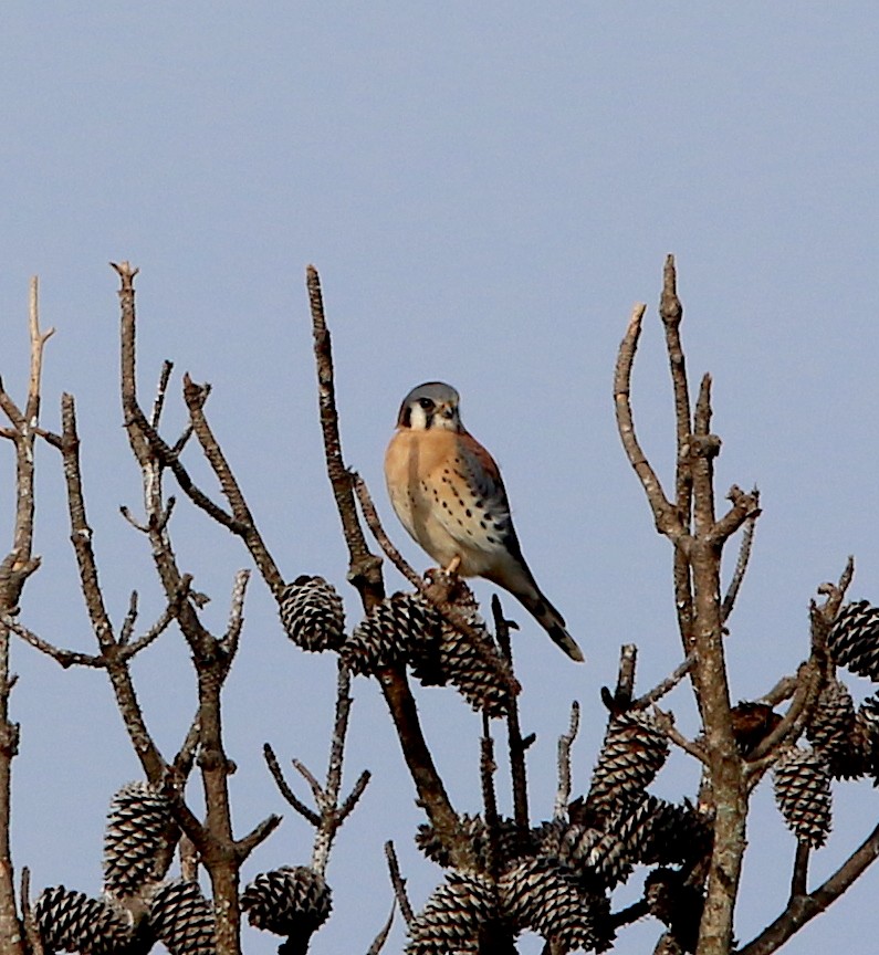 American Kestrel - ML287495411