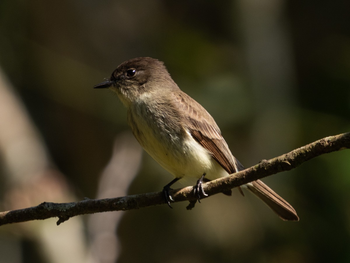 Eastern Phoebe - ML287500651