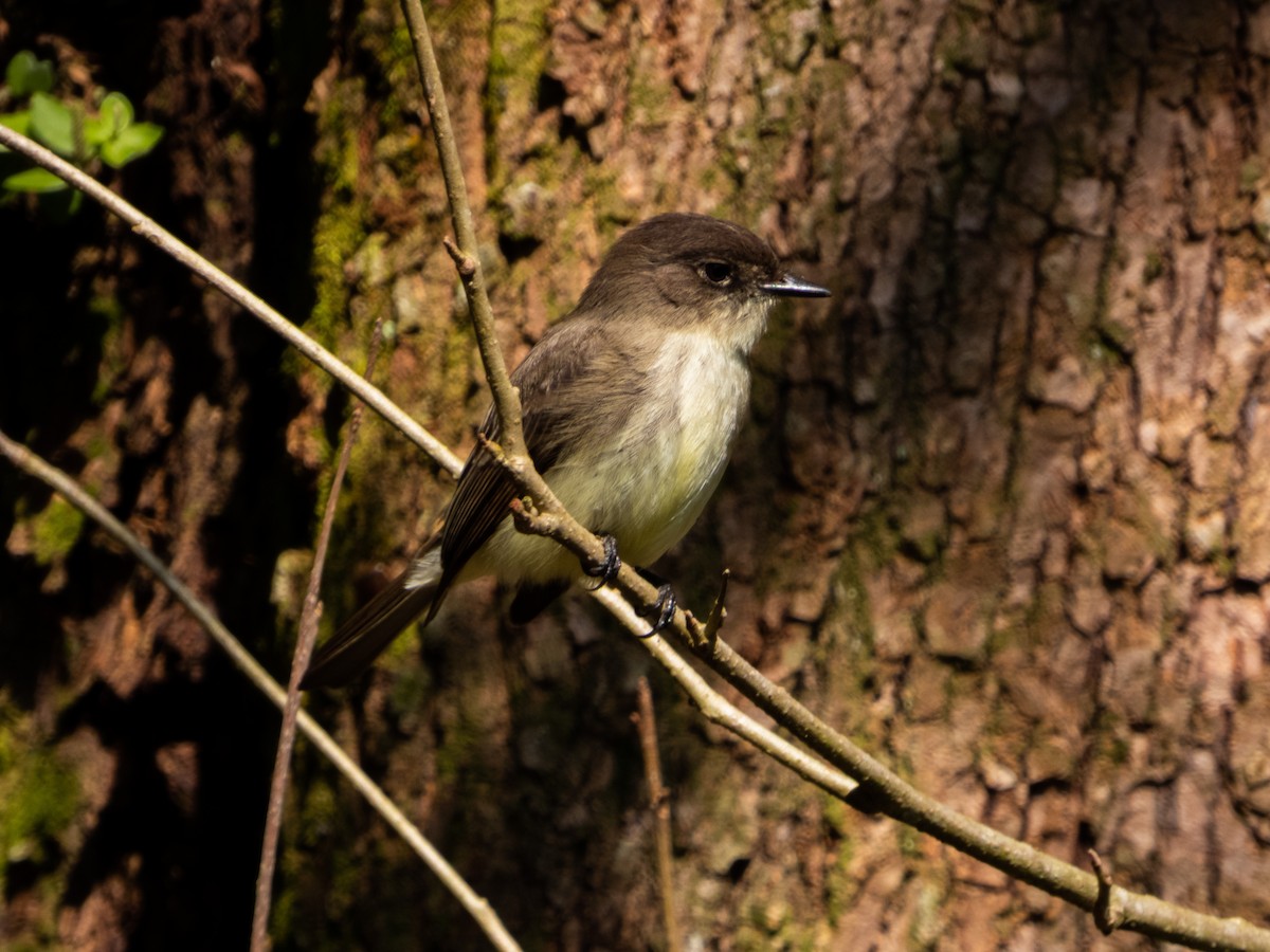 Eastern Phoebe - Ivani Martínez Paredes