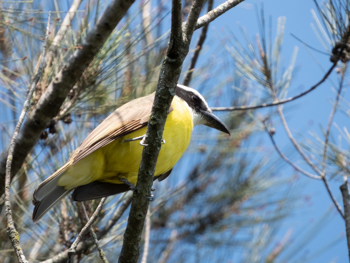 Boat-billed Flycatcher - Ivani Martínez Paredes