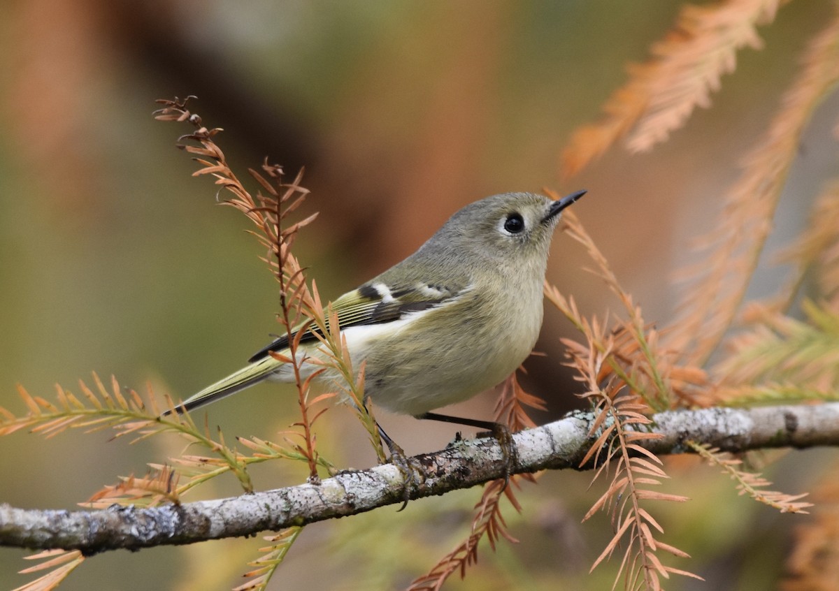 Ruby-crowned Kinglet - Jeff Graham