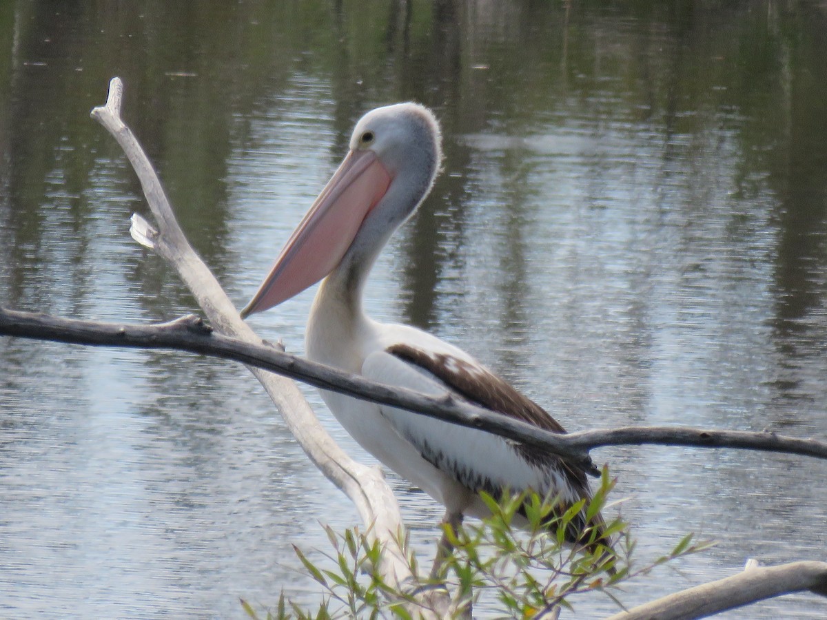 Australian Pelican - Mary Nordstrom
