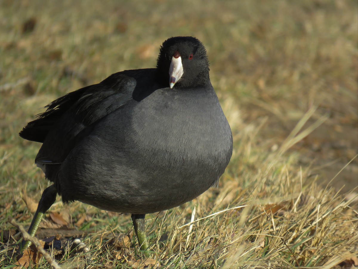 American Coot - David R. Scott