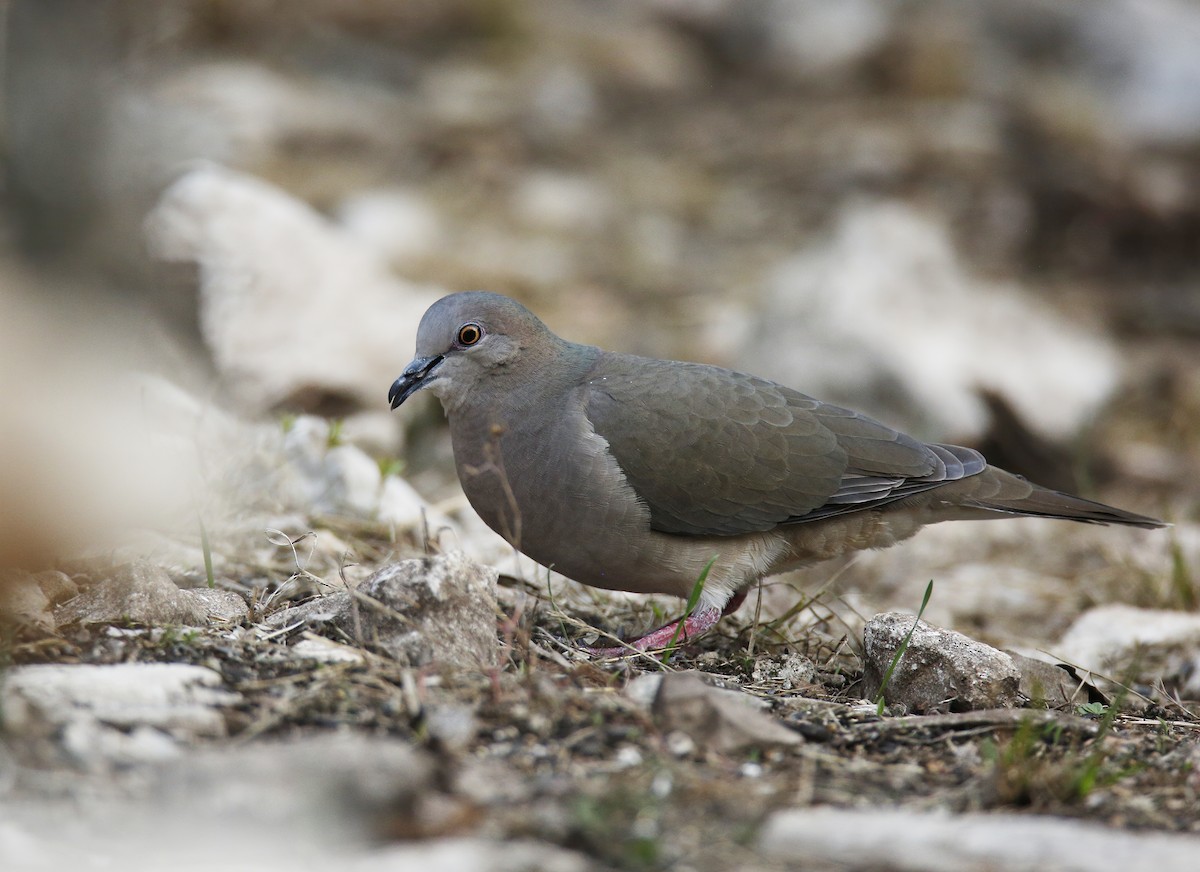 White-tipped Dove - Laura Keene